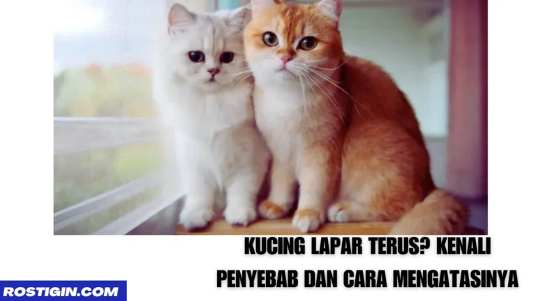 Kucing Lapar Terus? Kenali Penyebab dan Cara Mengatasinya