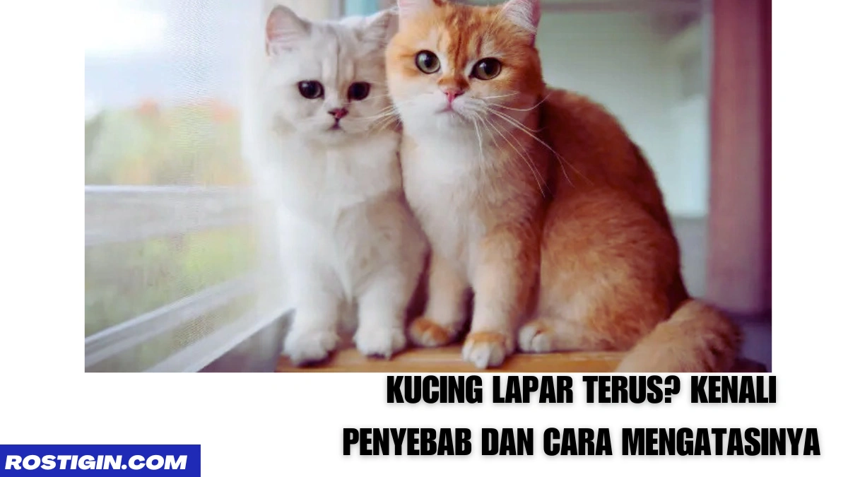 Kucing Lapar Terus - rostigin.com